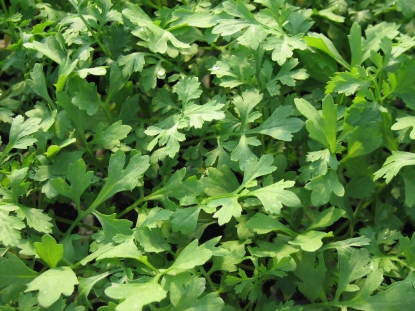 Picture of Cress Greek